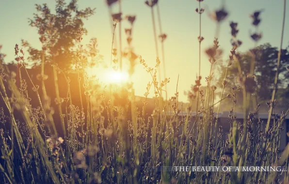 Grass, light, nature, morning
