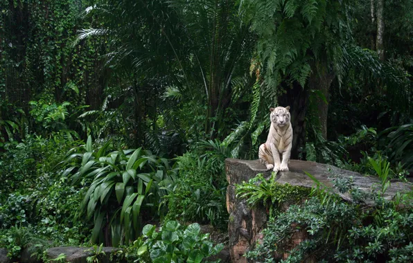 Picture white tiger, zoo, Singapore