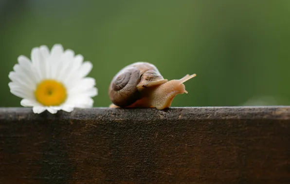 Picture flower, snail, Daisy