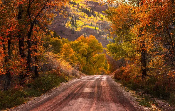 Road, autumn, forest