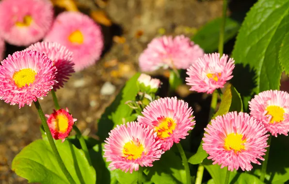 Flower, pink, spring, daisy, blooming
