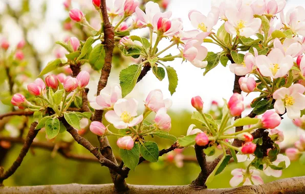 Flower, twig, blooming