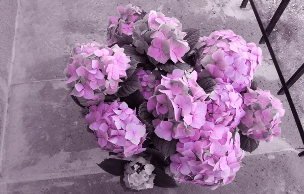 Flowers, grey, background, pink, the fence, treatment, bouquet, pink