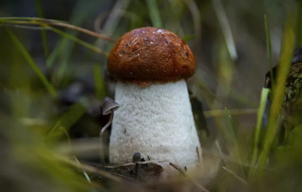 Picture grass, mushrooms, toadstool, White mushroom, strong, thick leg