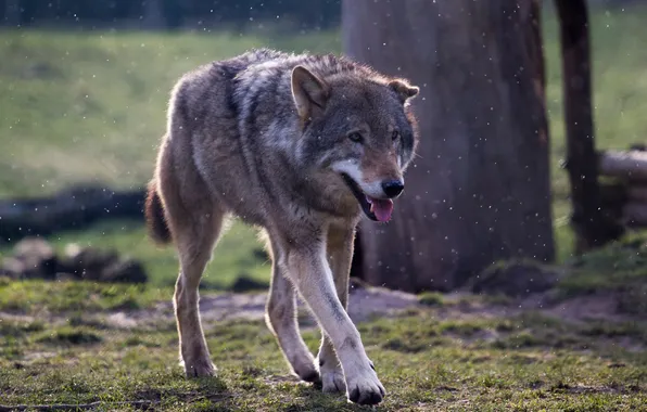 Nature, predator, animal, wolf, wildlife, portrait, portrait., Canis lupus. face