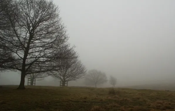 Picture Field, Fog, Autumn, Trees, Fall, Autumn, Fog, Field