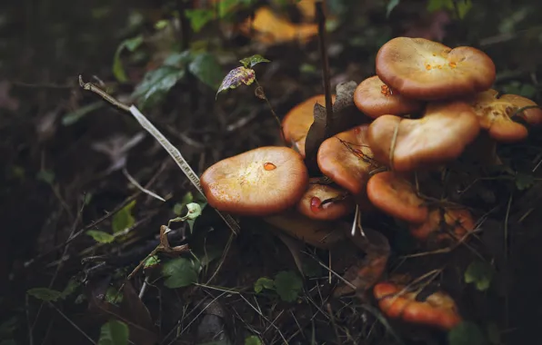 Autumn, forest, leaves, drops, the dark background, mushrooms, hats