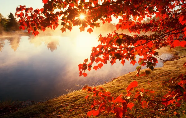 Picture autumn, leaves, the sun, branches, nature, river, photo, maple