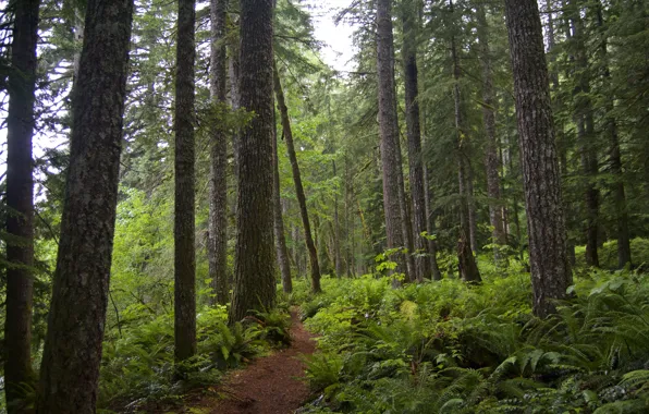 Picture forest, trees, nature, path