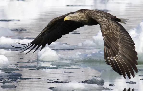 Water, flight, eagle, wings, Bird, ice