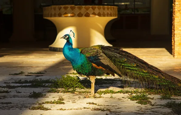 Light, bird, yard, tail, peacock