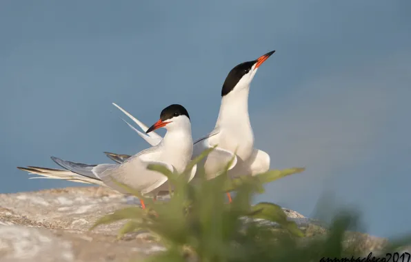 Picture birds, legs, beak, pair, white