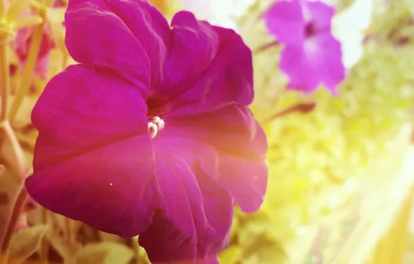 Purple, summer, happiness, flowers, mood, softness, fun