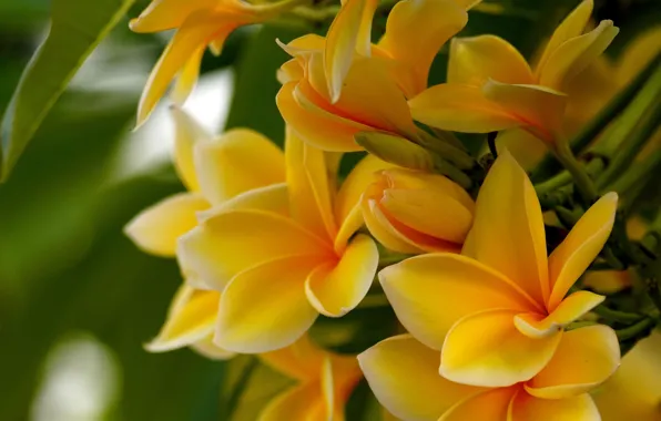 Macro, light, flowers, yellow, buds, bokeh, plumeria, frangipani