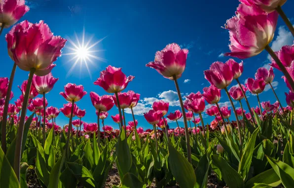 Greens, field, leaves, the sun, clouds, rays, light, flowers