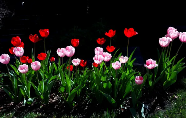 Spring, petals, tulips