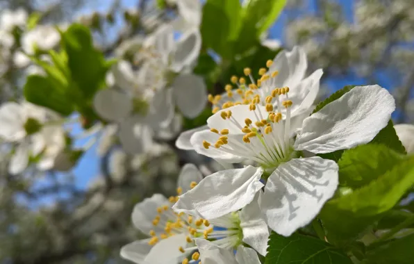 Macro, flowers, spring, flowering