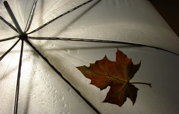 Picture sheet, umbrella, rain, weather, rain, different, leav