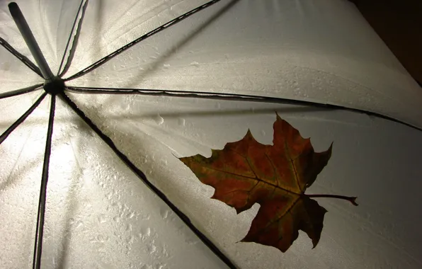 Sheet, umbrella, rain, weather, rain, different, leav