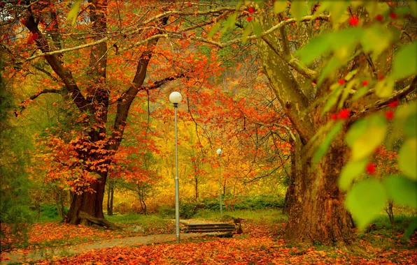 Trees, Autumn, lights, track, Park, Fall, Foliage, Park