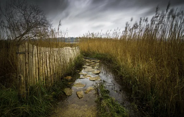 Nature, the fence, reed