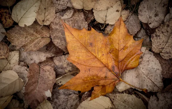 Autumn, leaves, nature