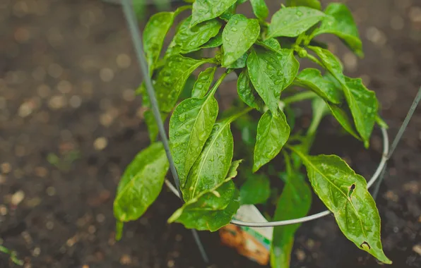 Picture leaves, drops, green, plant