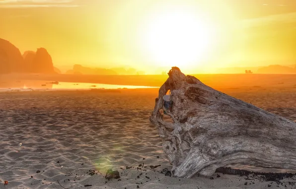 Beach, sunset, tree