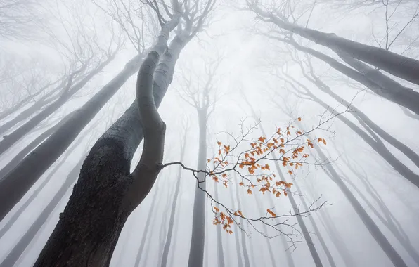 Autumn, trees, branches, fog, trunks, morning, haze, view