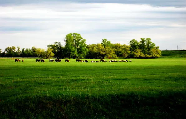 Field, the sky, grass, trees, cows, horizon, the herd
