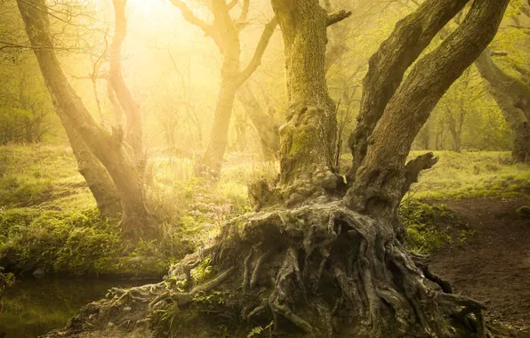 Forest, summer, the sun, light, trees, nature, roots, fog
