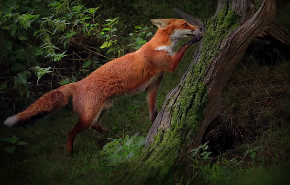 Forest, pose, tree, glade, foliage, moss, paws, Fox