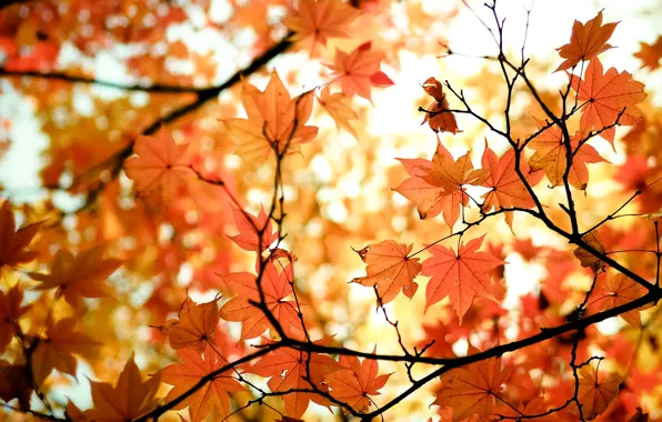 Picture autumn, leaves, nature