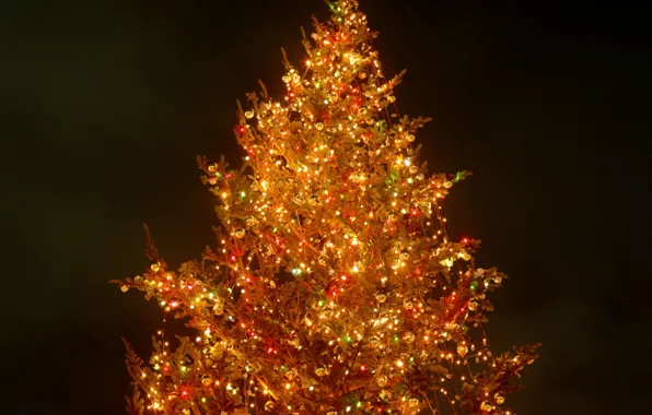 Night, lights, tree, new year
