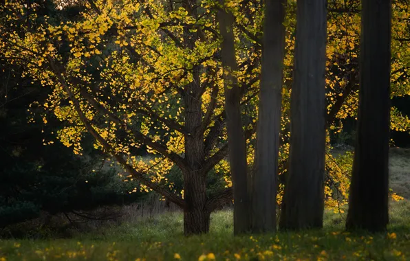 Autumn, forest, grass, light, trees, branches, Park, trunks