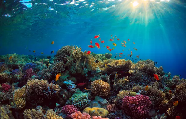 Sea, fish, blue, the bottom, corals, rays of light, Underwater world