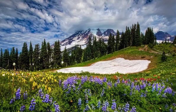 Picture the sky, grass, clouds, landscape, flowers, mountains, nature, spring