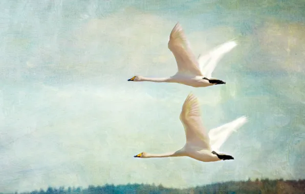 The sky, birds, pair, two, geese, fly
