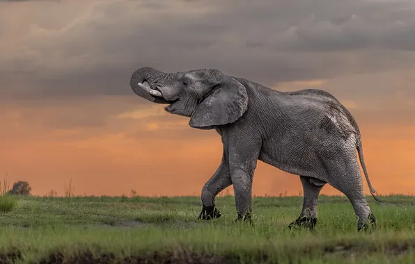 Field, sunset, pose, elephant