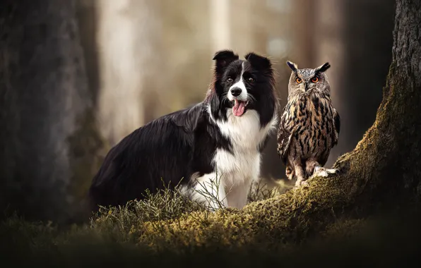 Picture owl, bird, moss, dog, owl