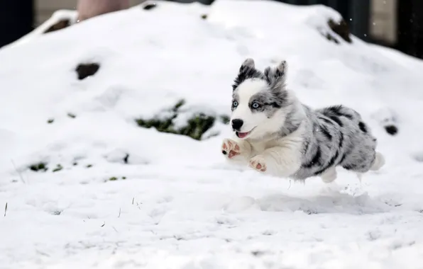 Dog, running, puppy, flight