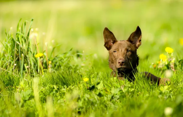 Look, each, dog