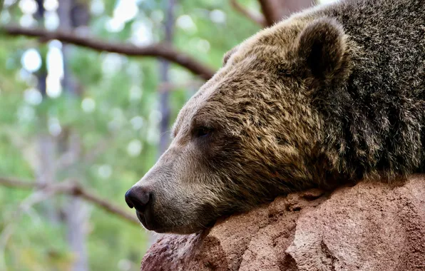 Face, animal, stay, Bear, Svetlana Povarova Ree, Mishan