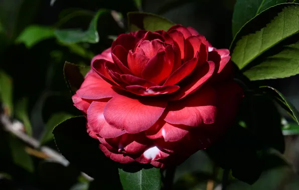 Picture macro, flowers, red, the dark background, Camellia