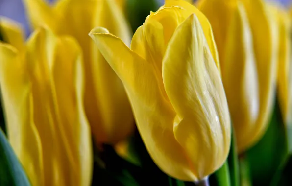 Flowers, petals, tulips