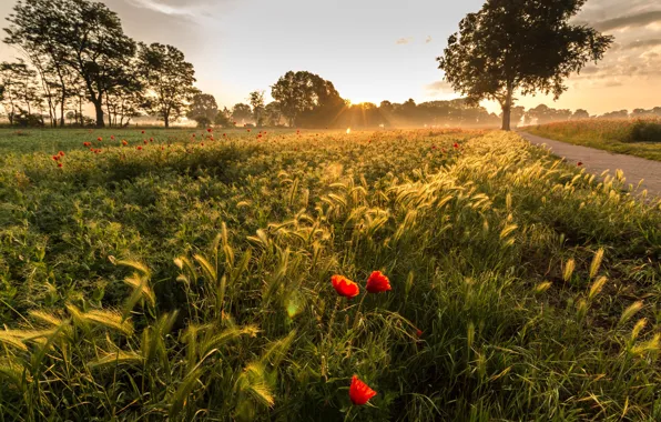 Field, Maki, morning