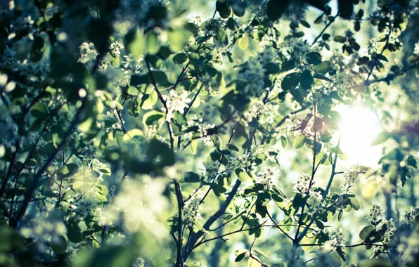 The sun, branch, spring, flowering, leaves, bokeh, sunlight, white flowers