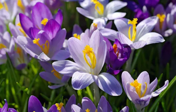 Macro, joy, flowers, nature, beauty, plants, spring, crocuses