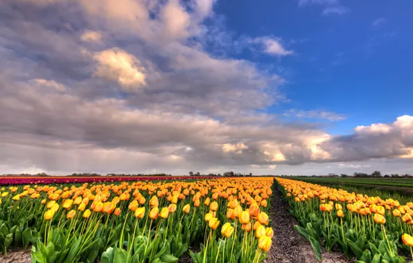 Greens, field, clouds, nature, blue, perspective, beauty, positive
