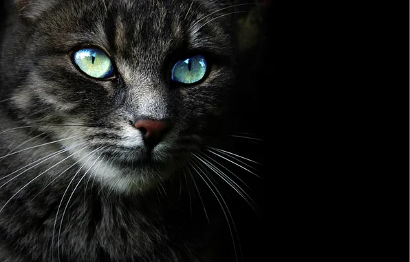 Picture cat, look, face, Cat, black background
